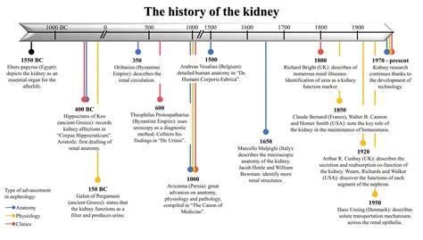 A timeline of the history of the kidney