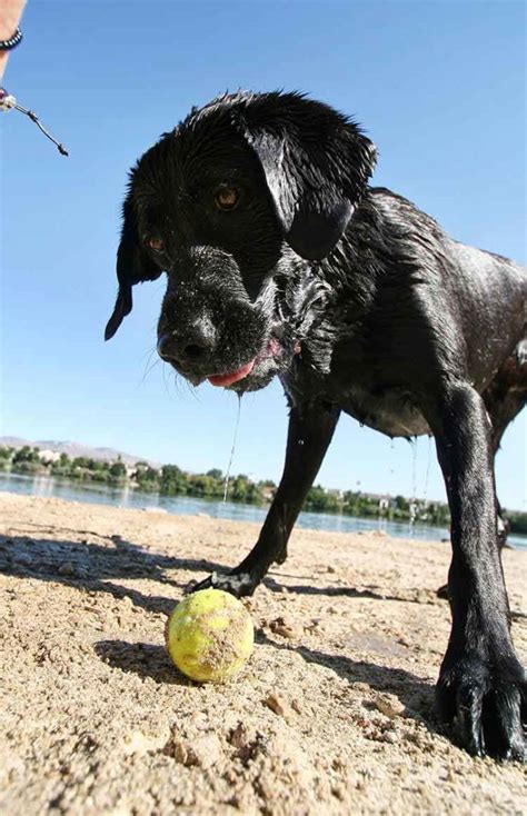 Black Lab - A Complete Guide to the Black Labrador Retriever