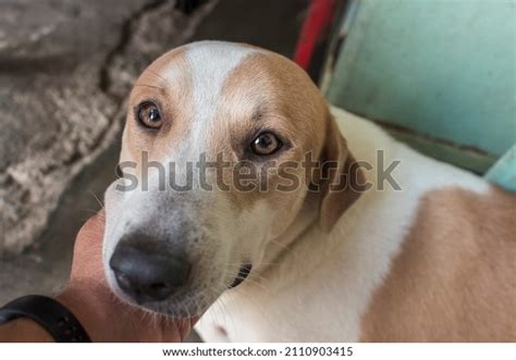 25 Aspin Sitting Images, Stock Photos & Vectors | Shutterstock