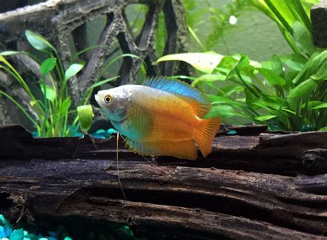 Keeping Dwarf Gouramis in the Freshwater Tank | RateMyFishTank.com