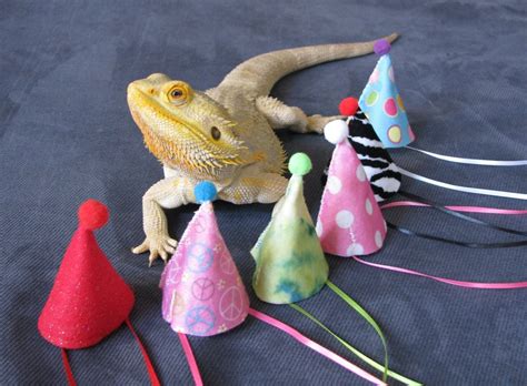 Birthday Hats for Bearded Dragons One size by PamperedBeardies