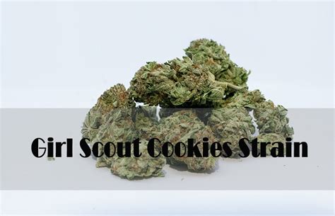 Girl Scout Cookies Strain: Benefits, Side Effects & More - The CBD Break