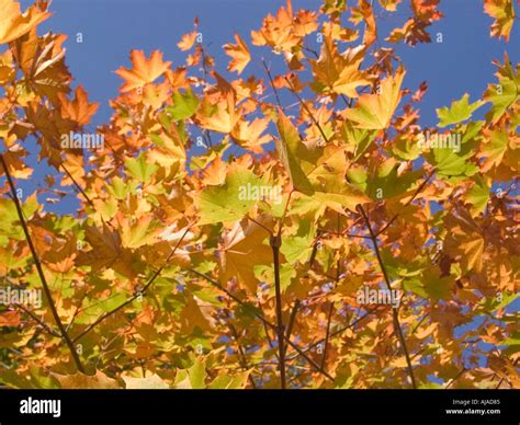 Maple Leaf Colors in the Fall Stock Photo - Alamy