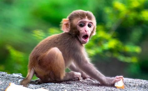 15 Baby Monkey Facts - Facts.net