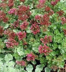 Sedum, Dragon's Blood