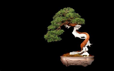 Bonsai Tree Wallpapers - Wallpaper Cave