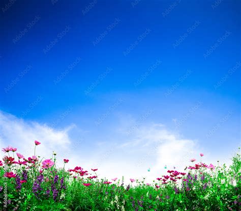 Cosmos flowers. Fresh flowers on blue sky background. Flower garden ...