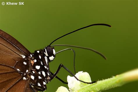 Butterflies of Singapore: The Butterfly Antennae