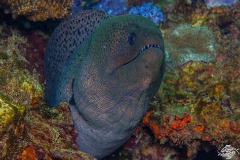 Giant Moray Eel-Facts and Photographs | Seaunseen