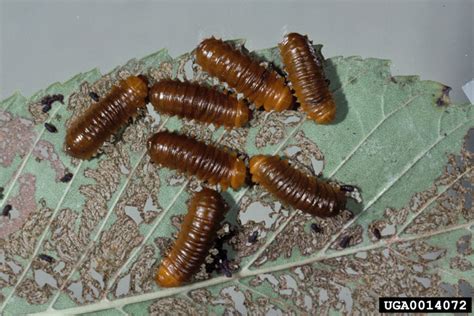 Larger Elm Leaf Beetle | NC State Extension