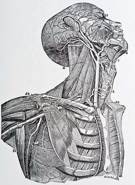 Scientific Illustration | Anatomy art, Human anatomy art, Medical illustration