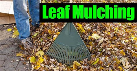 Mulching Leaves: Nutritional Benefits For Soil