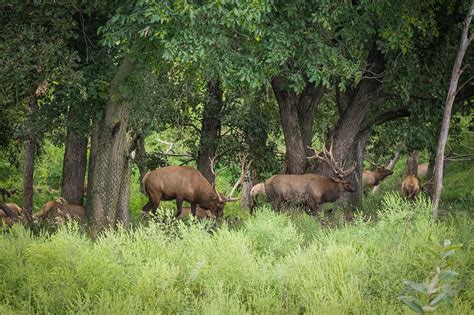 Nebraska’s Lee G Simmons Conservation Park and Wildlife Safari – Meandering Passage