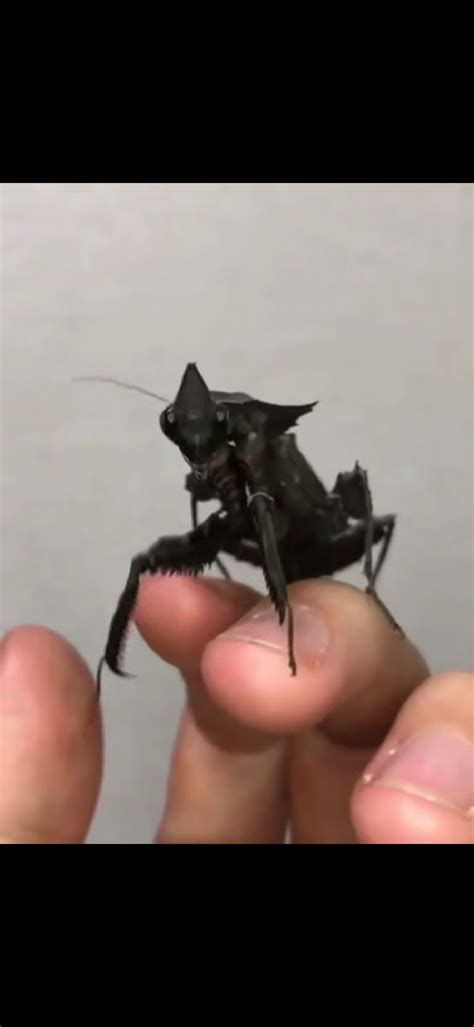 Black mantis : r/RealLifeShinies