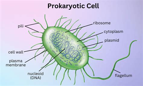 Prokaryotic Cell: Diagram, Definition and Examples