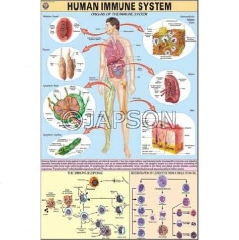 Human Physiology Charts, School Education - Charts - General Lab ...