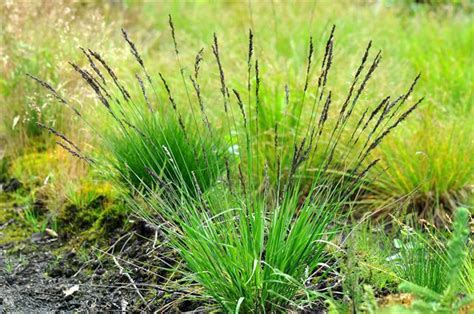 Molinia caerulea from NVK Nurseries