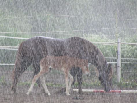 File:Rainy day horses.jpg - Wikimedia Commons