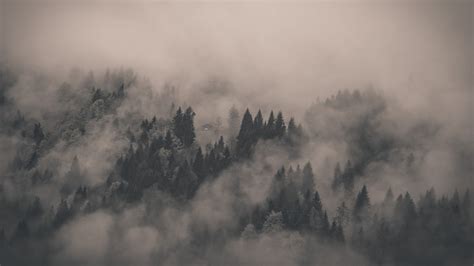 Foggy Forest Wallpaper - WallpaperSafari