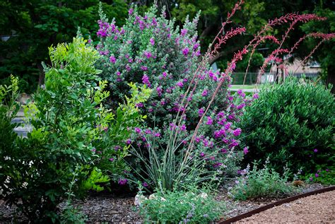 Desperado® Texas Sage Plants For Sale | The Tree Center™