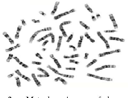 Figure 2 from Automated karyotyping of metaphase chromosome images based on texture features ...