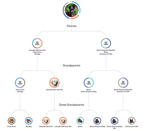 Dog DNA Test Review And Comparison - Embark vs. Wisdom Panel