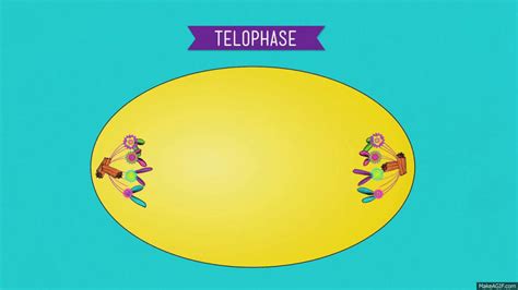 Telophase Mitosis Gif