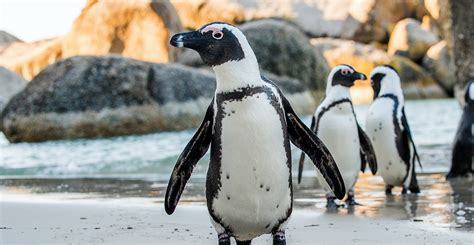 Climate change and fishing lay ‘ecological trap’ for African penguins - Carbon Brief