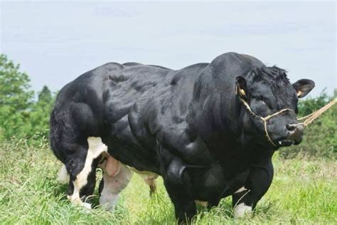 Belgian Blue Cattle