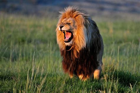 Waking the Bushveld by Christo Crous | Animals beautiful, Animals, Wild ...