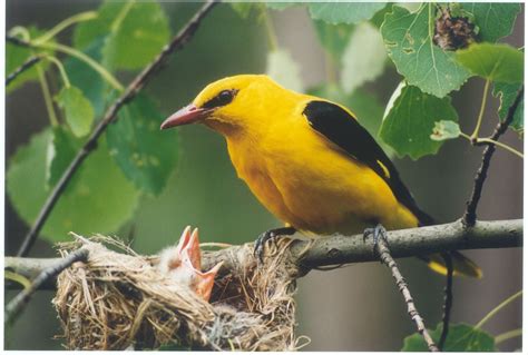 Eurasian golden oriole Golden Oriole, Orioles, Beautiful Birds, Parrot ...