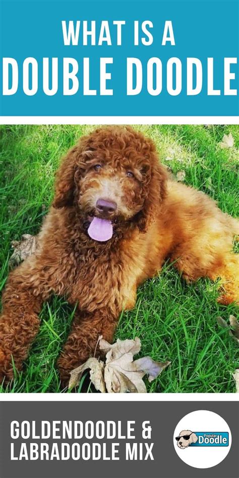 Double Doodle Dog Info: Labradoodle Goldendoodle Mix