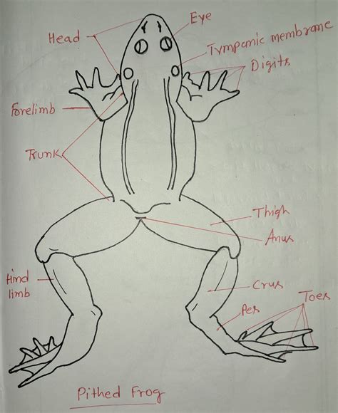 [Solved] Describe and draw a successful pitched frog.. RESULTS ...