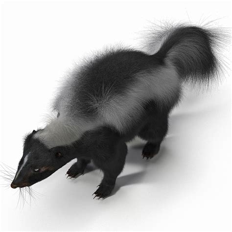 3d skunk fur