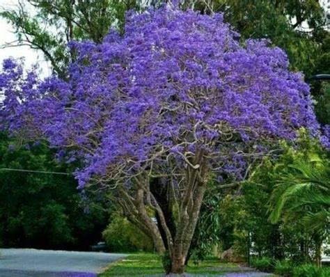 Amazon.com : Beautiful Flowering Blue Jacaranda Tree Plant 5-11" Tall ...