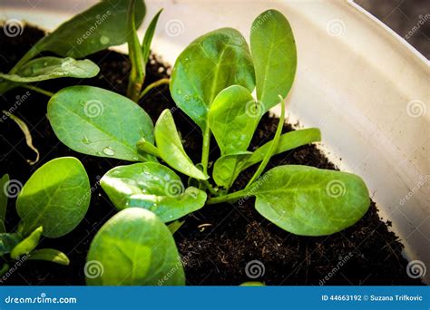 Spinach in container stock photo. Image of food, farming - 44663192