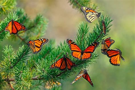 Monarch Butterfly Migration Is Simply Magical - Birds and Blooms