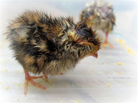 Photographs by Elriz - Basang Sisiw na Pugo. “Wet quail chick.” Basang...