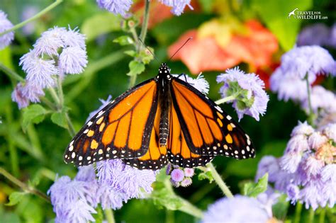 How to Make a Butterfly Garden and Other Ways to Help Save Monarchs from Extinction | Travel For ...