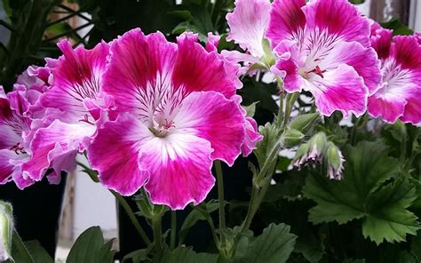 The Different Varieties of Geraniums - Geranium Guide