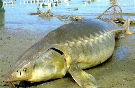 Kaluga Sturgeon | Endangered animals, Fish pet, Animals