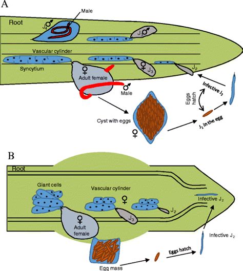 The life cycle of a cyst nematode (a) and a root knot nematode (b) with ...