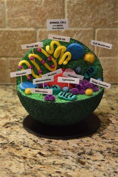 Reed's 7th grade Advanced Science Animal Cell project 3D:: … | Animal ...