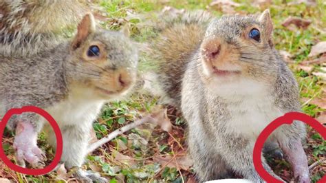 The Unlikely Friendship: Feeding and Protecting an Injured Squirrel ...