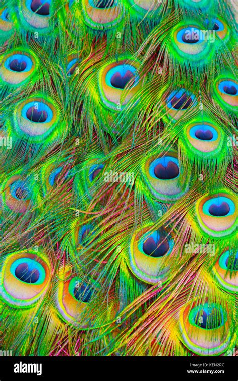 The Eyes of Argus. Peacock feathers can be art. Beautiful colours and ...