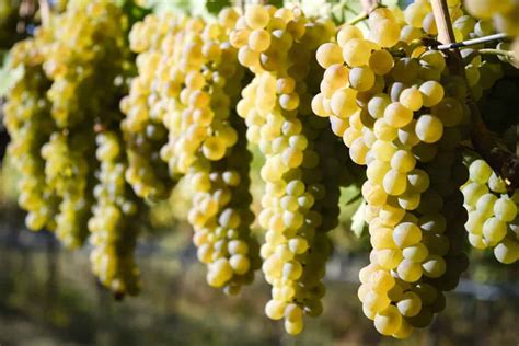 Viognier Wine & Grape Variety Characteristics • Winetraveler