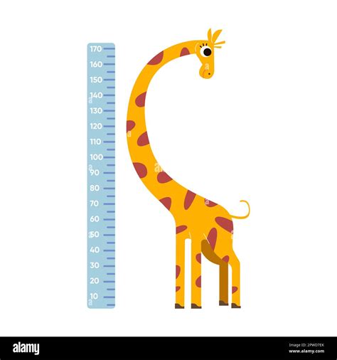 Height ruler with comic long neck giraffe, vector illustration. Wall ...