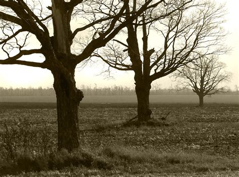 Barren Trees Free Photo Download | FreeImages