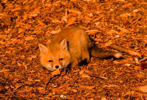 Baby Red Fox | Smithsonian Photo Contest | Smithsonian Magazine