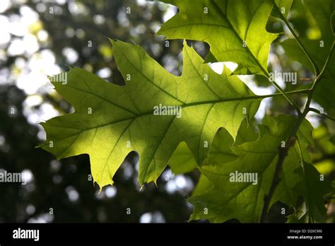 Backlit oak leaf showing veins Stock Photo - Alamy